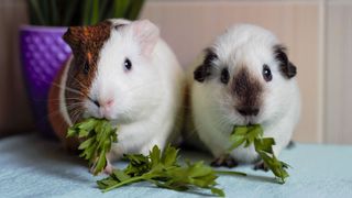 Two guinea pigs eating parsley