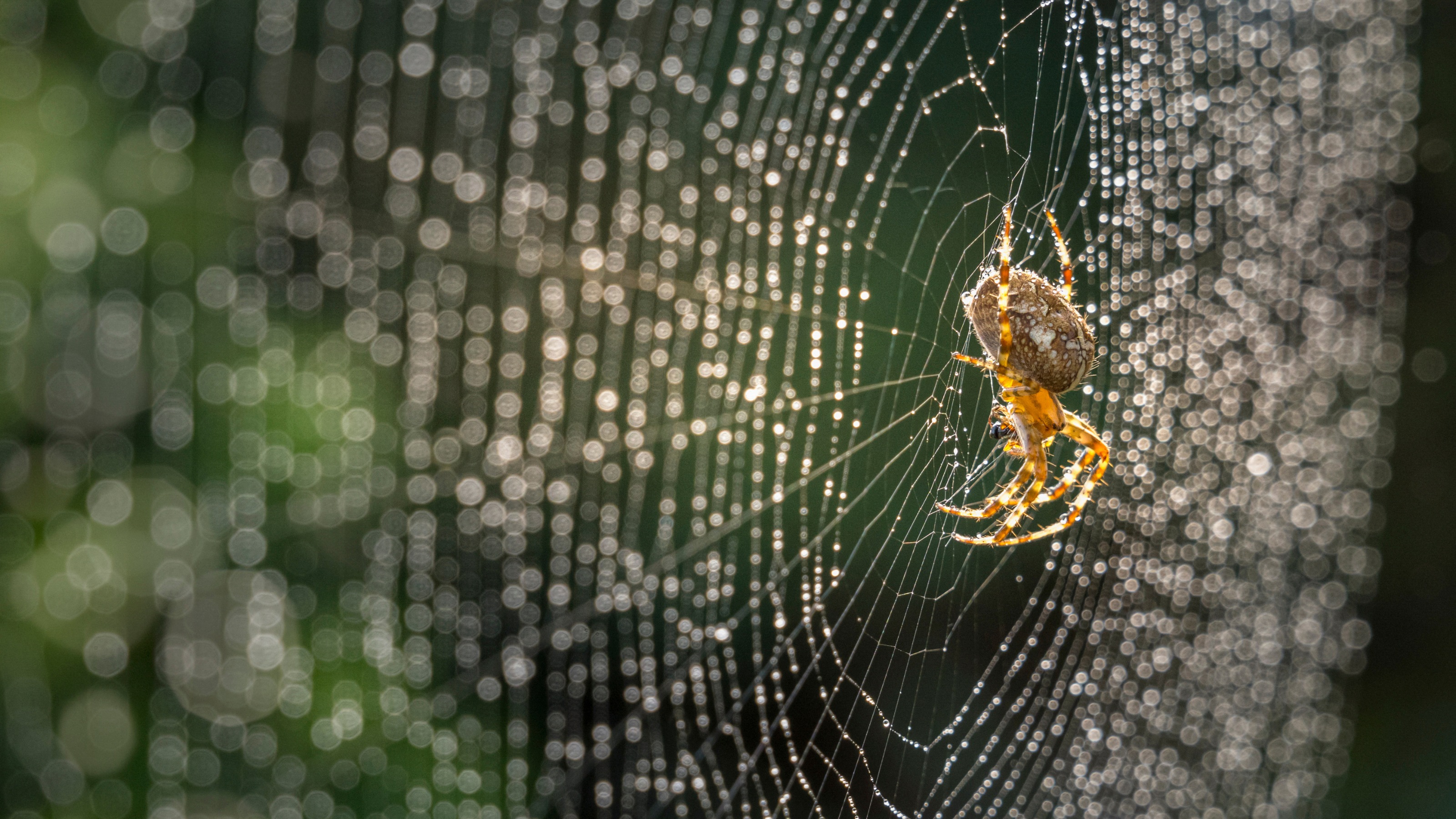Spider in a dew-covered web.