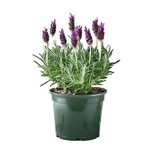 Green pot with a small lavender plant inside of it on a white background