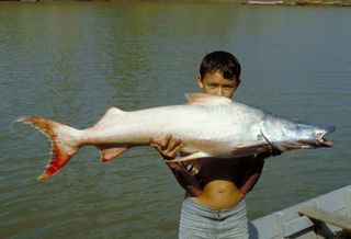 A child holds a dorado catfish (<em>Brachyplatystoma rousseauxii</em>) caught in the Amazon River. New research finds that these catfish make the longest migration of any freshwater fish, 3,595 miles (5,786 kilometers) from their spawning grounds in the A