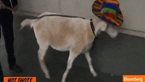 Goat on Lead Wearing Hat