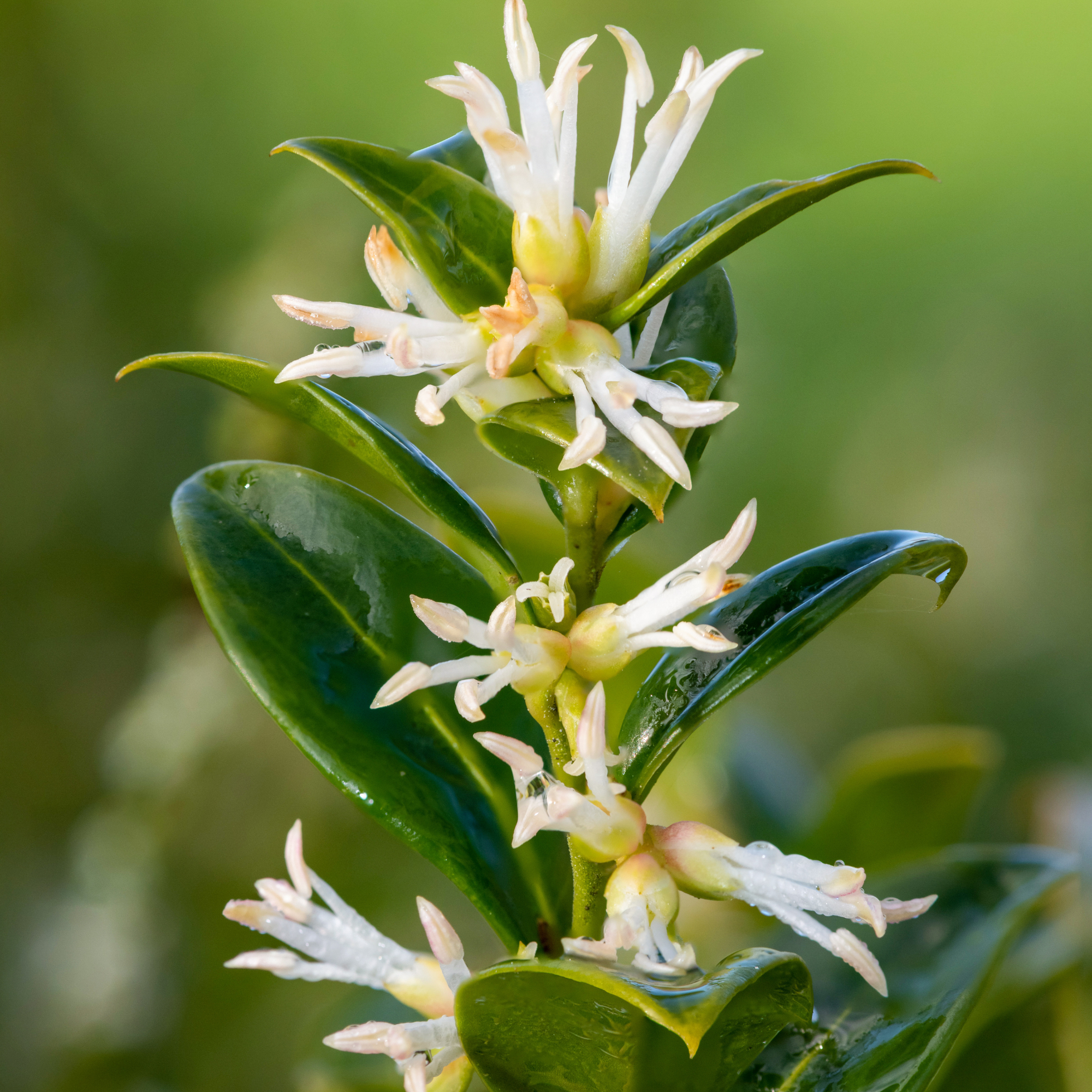 Close-up of flowering sweet box