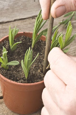 how to take lavender cuttings