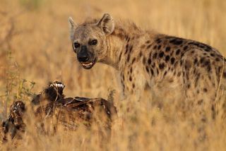 Hyena eating a carcass and growling.