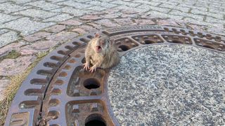 A fat rat is stuck in a sewer cover.