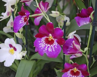 Miltonia pansy orchid