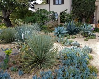 A xeriscaped garden with agave and succulents
