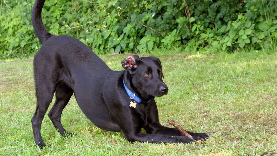 32 quick and easy tricks to teach your dog PetsRadar