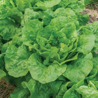 A closeup of an heirloom lettuce