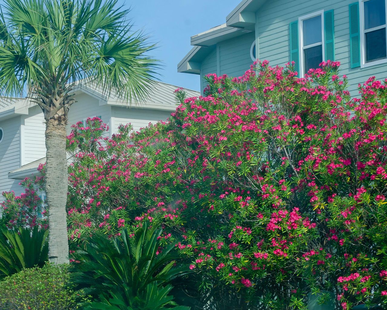 Oleanders Growing Guide: Tips For These Flowering Shrubs | Gardeningetc