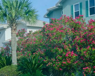 Red oleander blooms outside vacation homes on Pensacola Beach