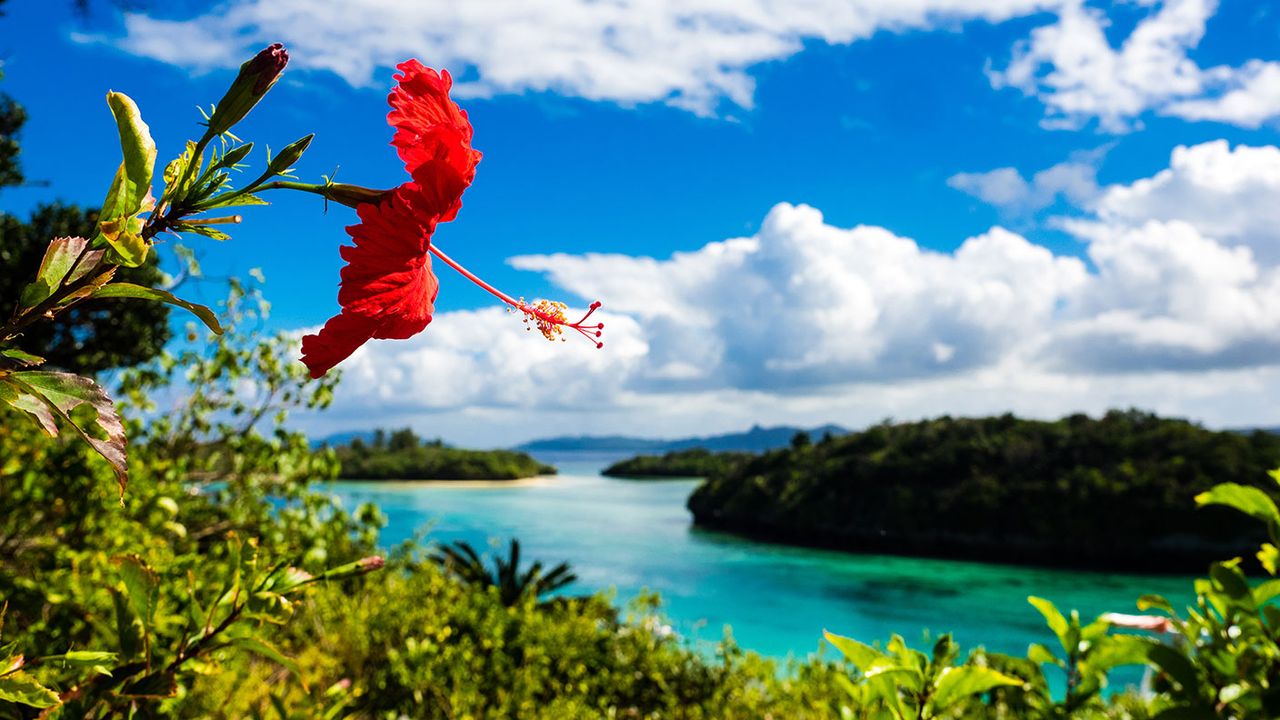 Summer flower in Ishigaki island 