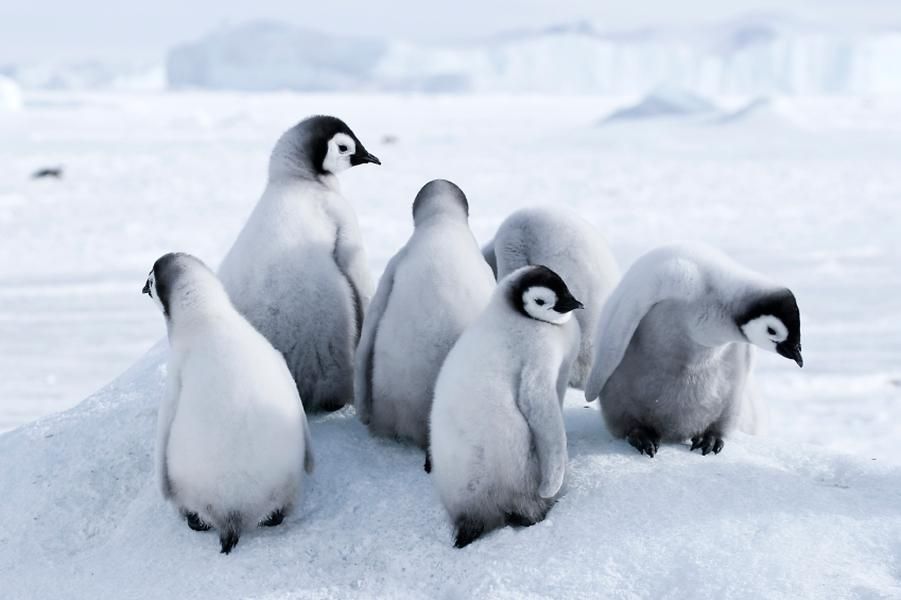 Scientists suggest Antarctica tourism could be making penguins sick ...