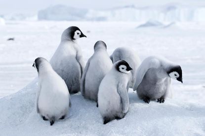 Scientists suggest Antarctica tourism could be making penguins sick