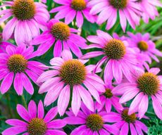 bright pink coneflower blooms