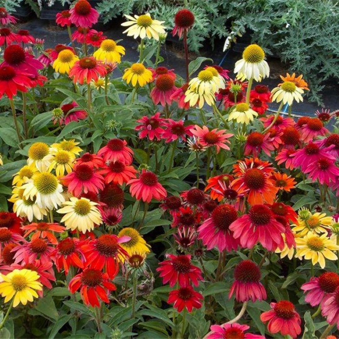 Cheyenne Spirit Coneflower - 1 Quart Pot