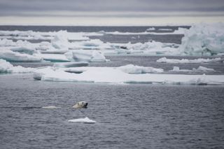 polar bears swimming