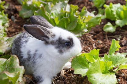 White And Grey Bunny Rabbit In Garden