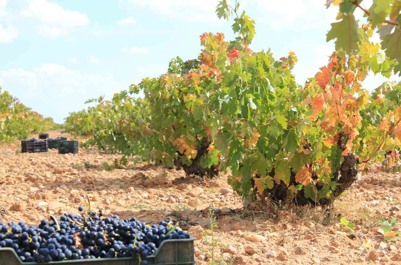 Grape picking in Spain's DO Toro region in Castilla y Leo&amp;#769;n