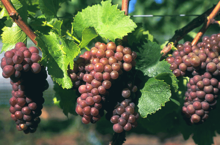 New-Zealand-Pinot-Gris-grapes