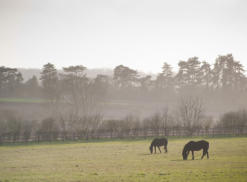 winter-grazing-04.jpg