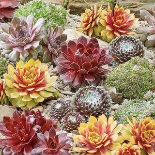 Sempervivum Mix - 6 Plants | Hens & Chicks | Evergreen Outdoor Potted Succulents