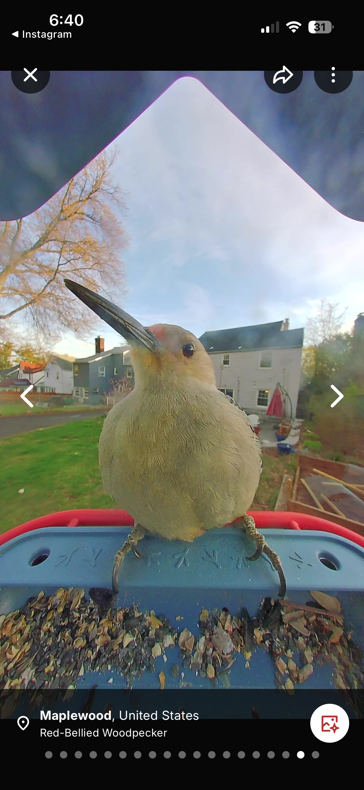 photo of bird taken by birdbuddy home