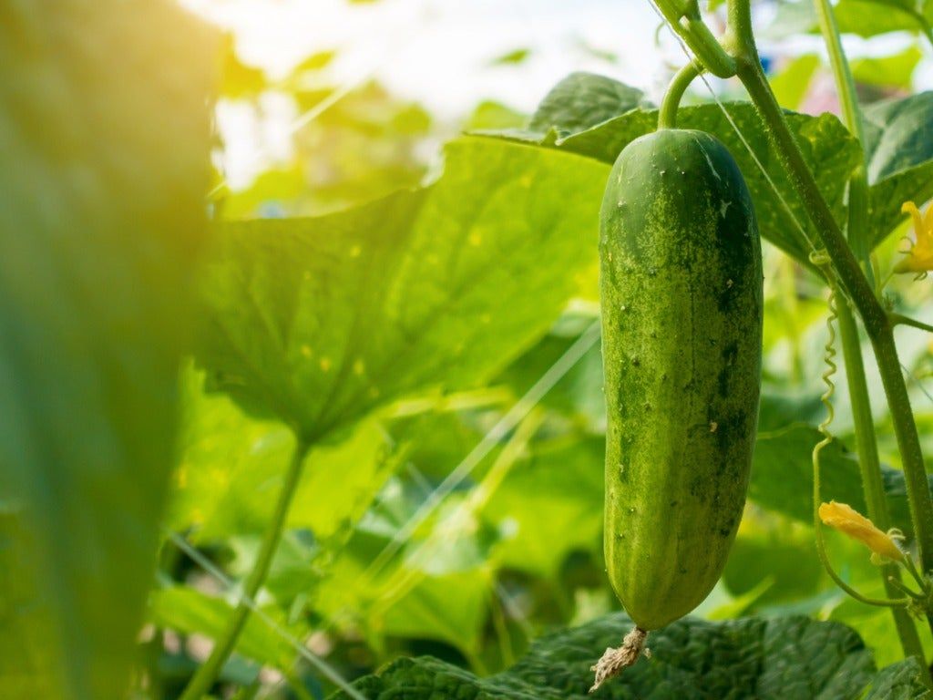 Sun Shining On Cucumber Plant