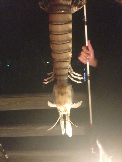 Florida fisherman hauls freakishly gigantic shrimp out of the ocean