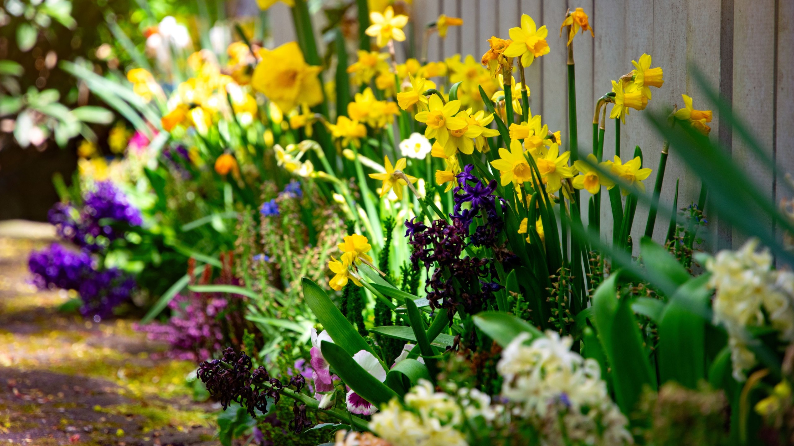 spring flowers in garden border 