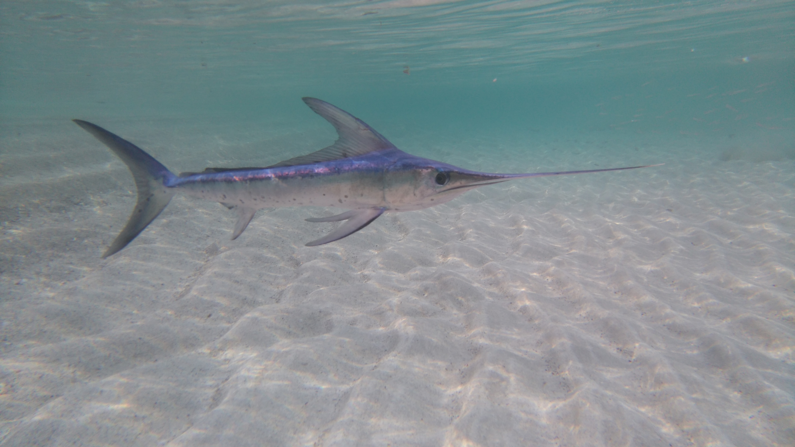 A photo of a swordfish swimming above sand in shallow water.