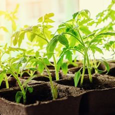 Tomato seedlings on windowsill growing towards the light