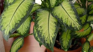 Close up of the leaves on a Dieffenbachia plant