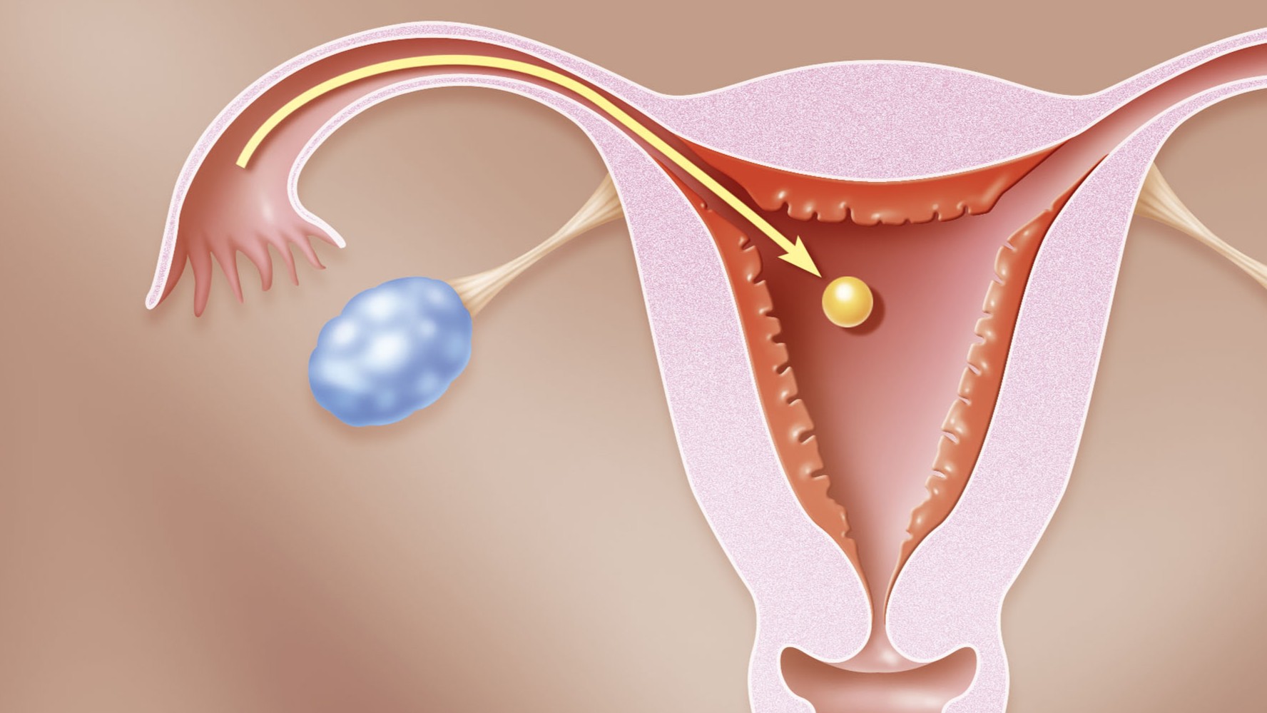 diagram of an ovary, fallopian tube and uterus, showing an egg traveling from the ovary to the uterus
