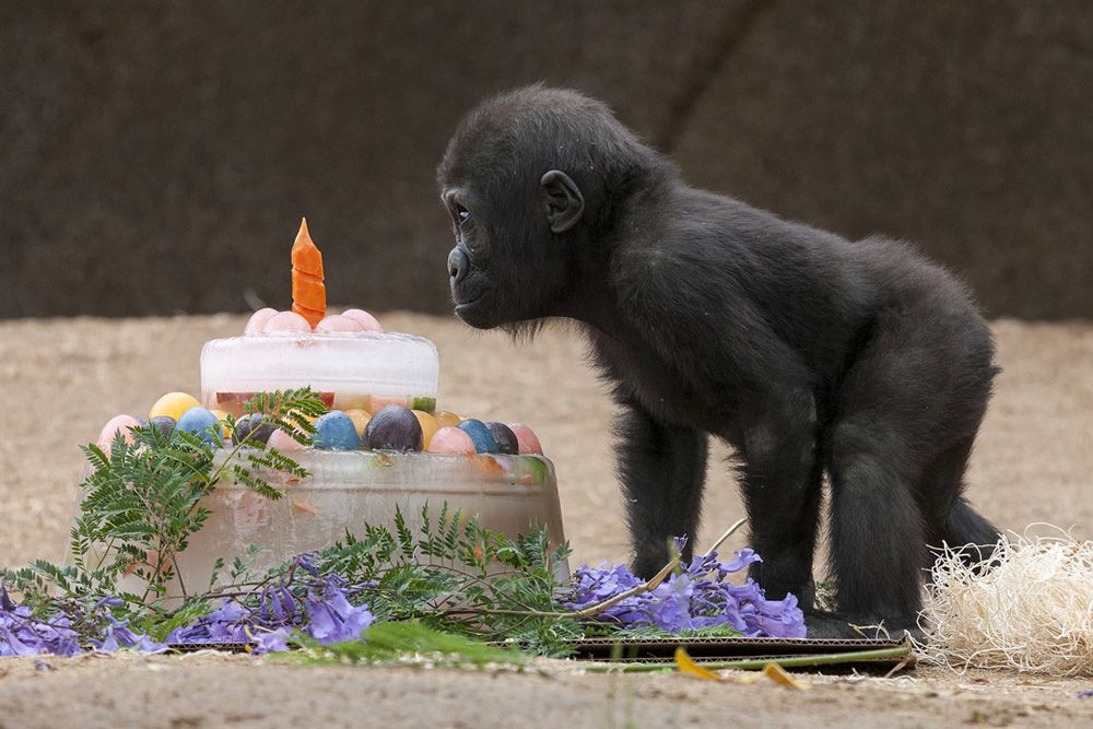 critically endangered animals, San Diego Zoo Safari Park