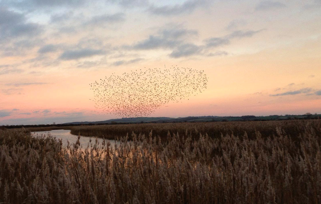 Otmoor Nature Reserve, Oxfordshire