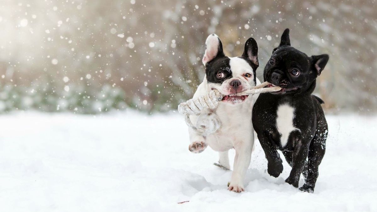 How to keep a dog warm outside 7 tips for cold weather PetsRadar