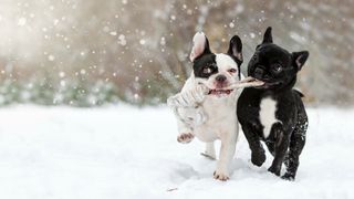 How to keep a dog warm outdoors: Two French Bulldogs playing in the snow