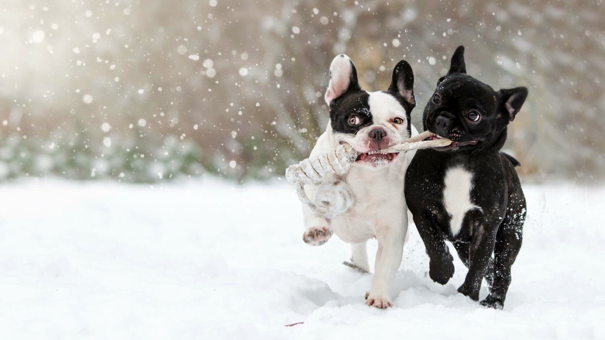How to keep a dog warm outside 7 tips for cold weather PetsRadar