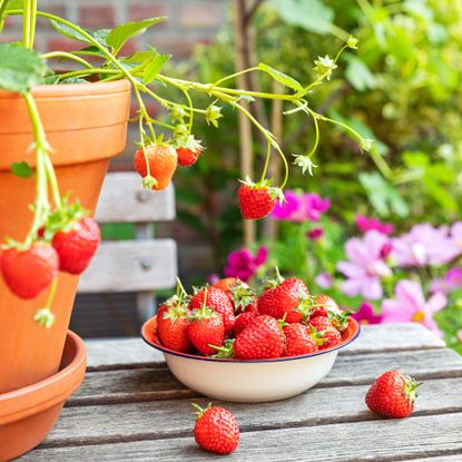 strawberry plant in pot with strawberries in dish on wooden table in front of cosmos in garden