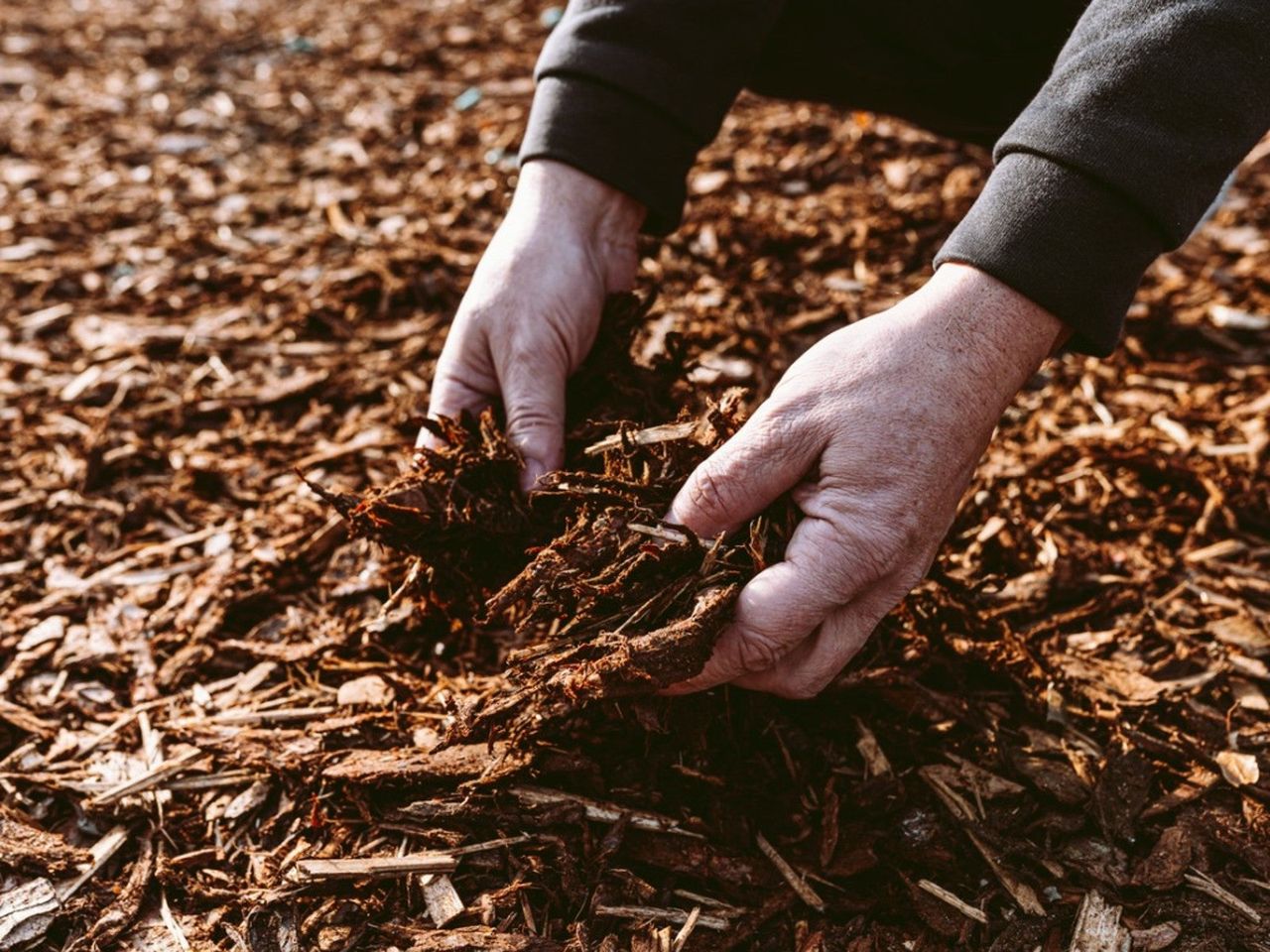 A man&#039;s hands digging in woodchips