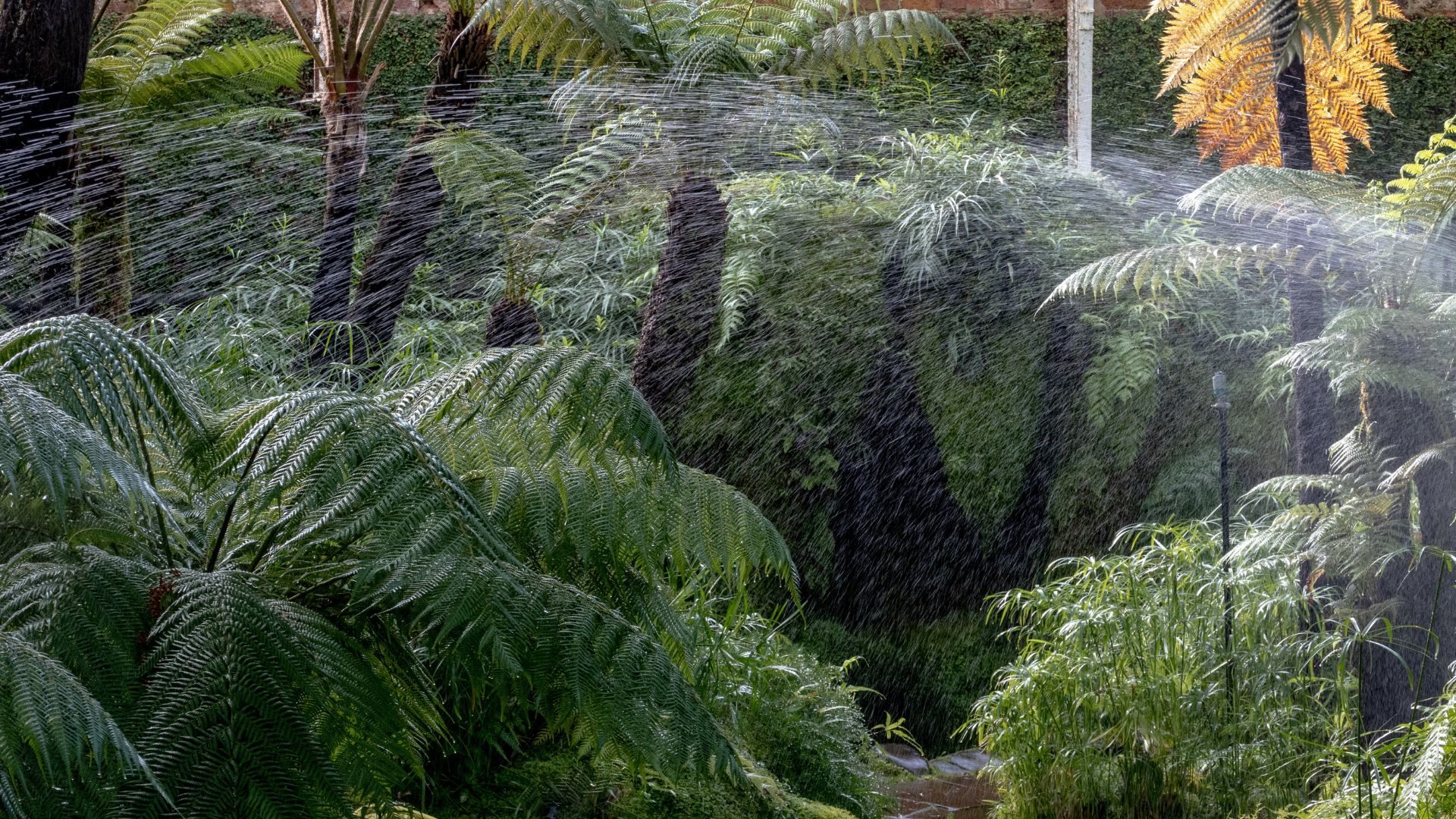 picture of tree ferns being watered in a garden with hose