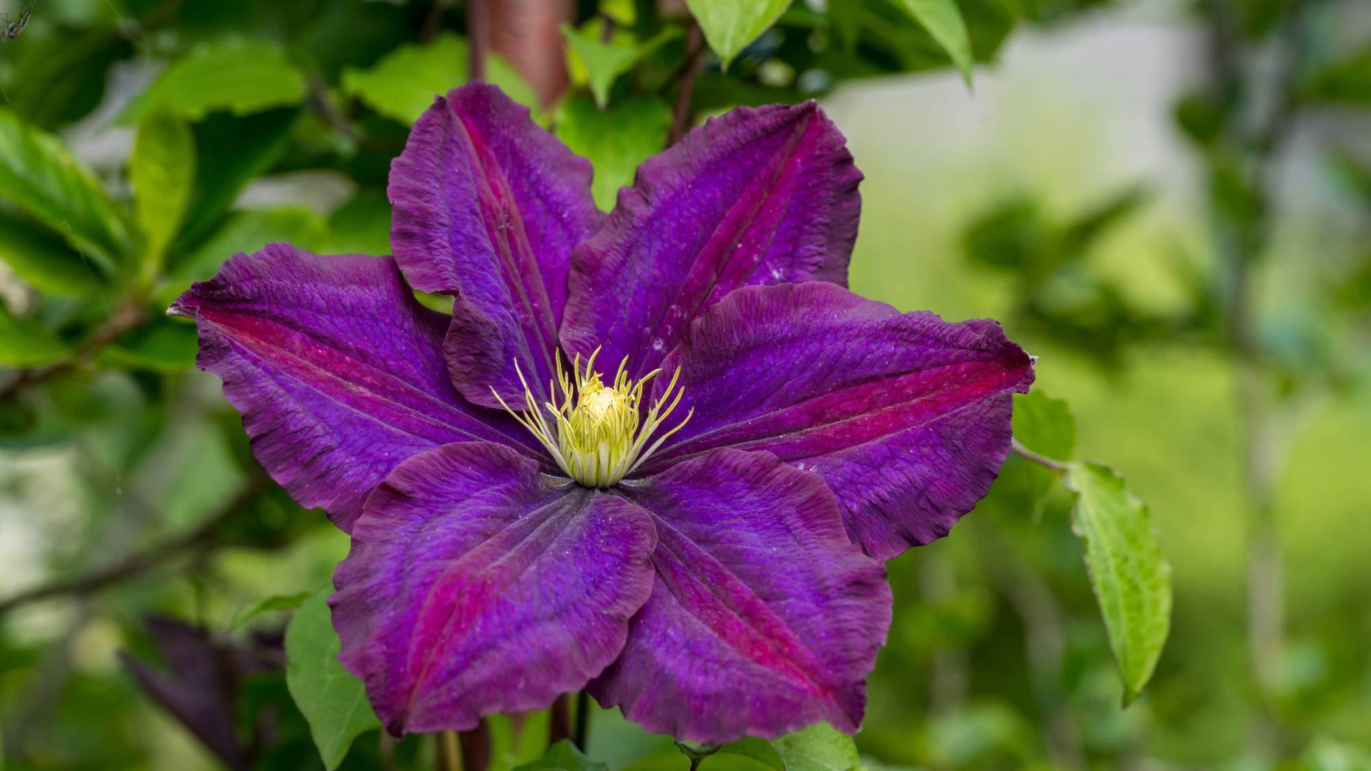 Close up of a purple clematis flower