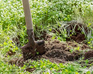 Shovel digging in green manure of mustard crops