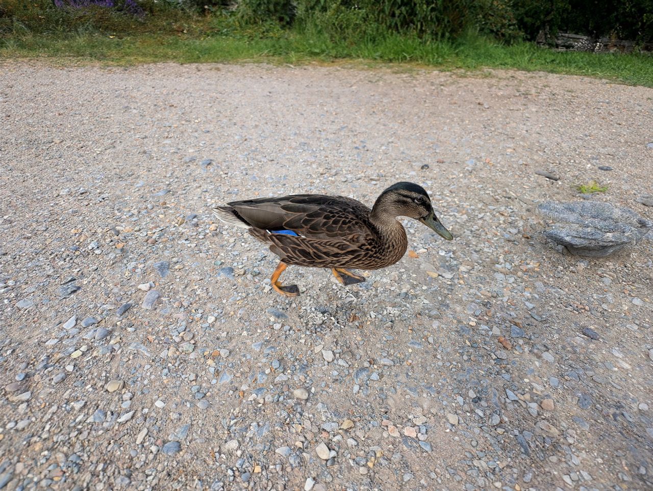 PIxel 9 photo of a duck with Reframe editing