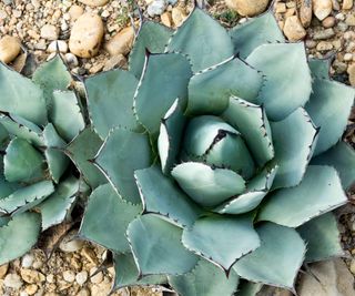 Agave parryi, North American native, Succulent