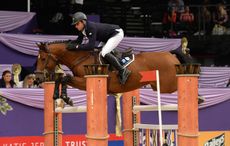 HorseNo33_HOYS14pn_46487A.jpg