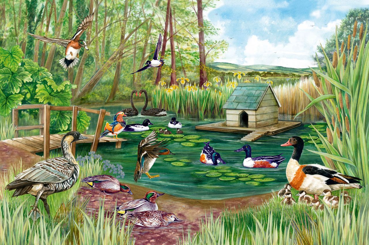 Ornamental waterfowl will make any garden pond seem more magical.