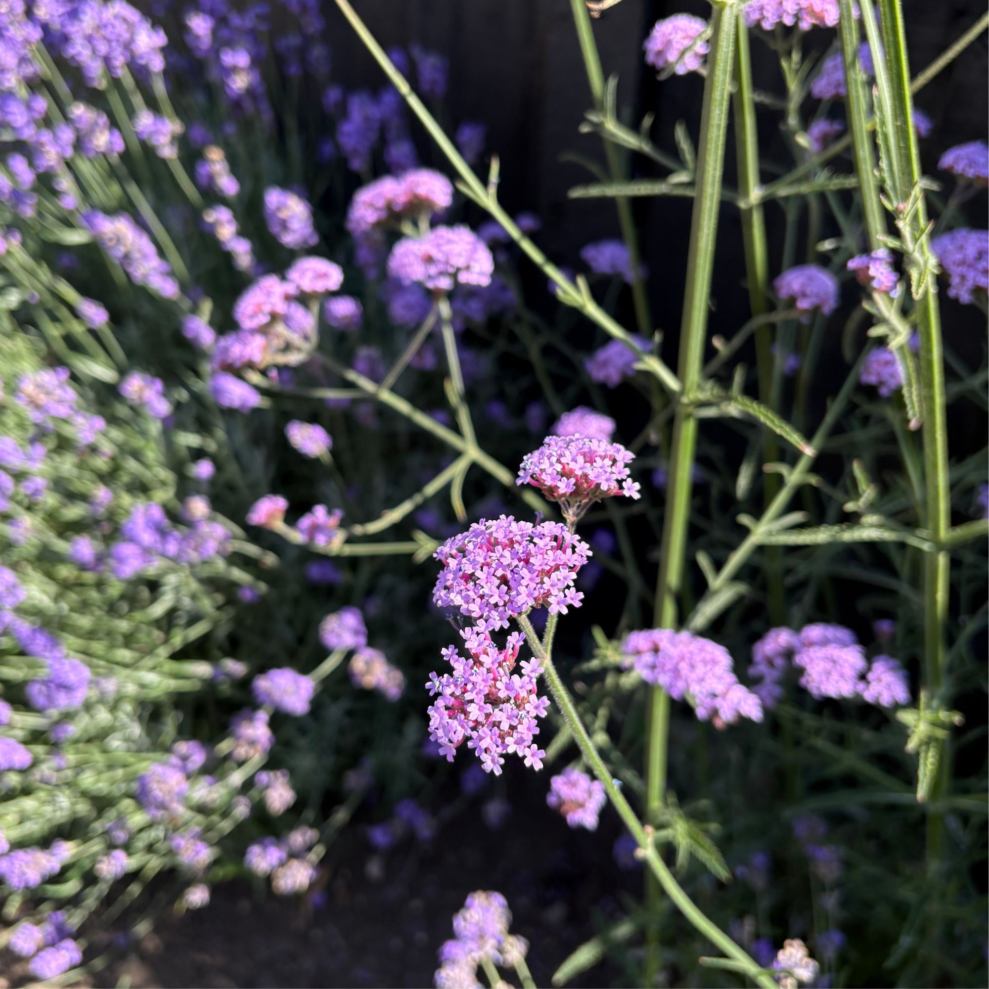 Flowering verbena growing in a garden border, with lavender growing in the background