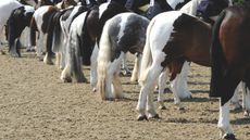A line up of coloured ridden ponies bottoms in the show ring.